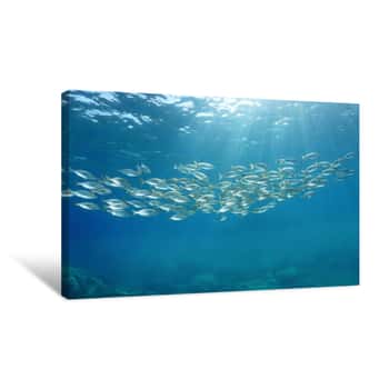 Image of School Of Fish With Sunlight Through Surface Underwater In The Mediterranean Sea, Sea Breams Sarpa Salpa, Sicily, Trapani, Italy Canvas Print