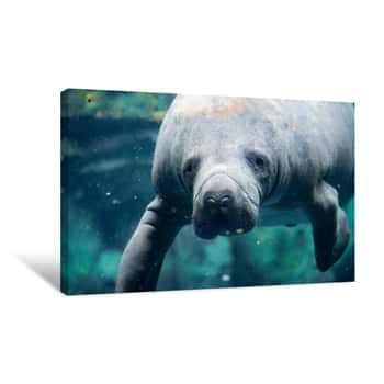 Image of Manatee Close Up Portrait Looking At You Canvas Print