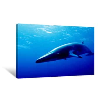 Image of Minke Whale Canvas Print