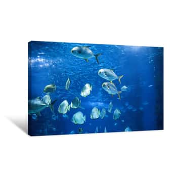 Image of Picture Of Group Of Fish Swimming Underwater Canvas Print