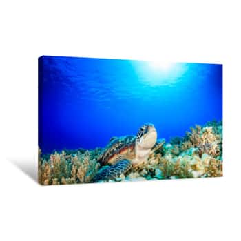 Image of Sea Turtle Looking Up From A Coral Reef With Sunbeams Behind Canvas Print