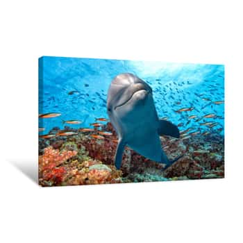 Image of Dolphin Underwater On Reef Close Up Look Canvas Print