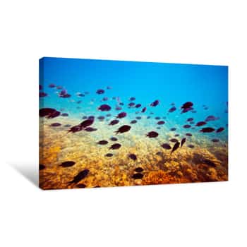Image of Tropical Fishes On Coral Reef Area Canvas Print