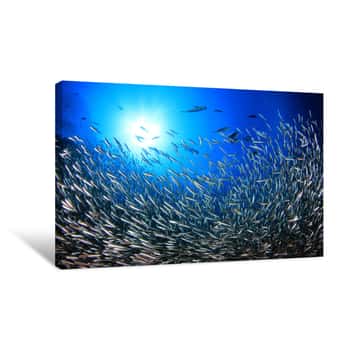 Image of Sardines Fish Underwater Canvas Print