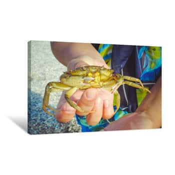Image of Sea Inhabitant - Crab In Hand Tourist On The Beach Canvas Print
