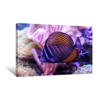 Image of Reef Tank, Marine Aquarium Full Of Fishes And Plants  Tank Filled With Water For Keeping Live Underwater Animals  Zoanthus  Zebrasoma Canvas Print