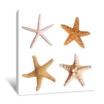 Image of Starfish Canvas Print