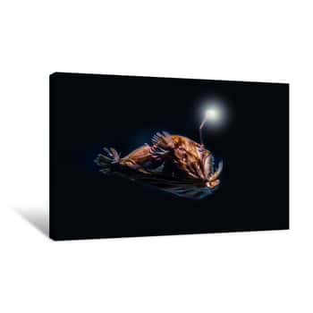 Image of Deep-Sea Anglerfish Canvas Print