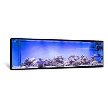 Image of Large Panoramic Aquarium With Tropical Reef Fish Azure Damselfish (Chrysiptera Hemicyanea) And Blue Tang (Paracanthurus Hepatus) Canvas Print