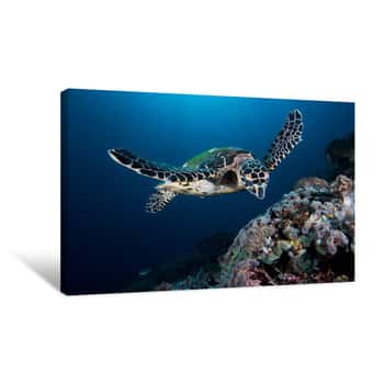 Image of A Hawksbill Turtle - Eretmochelys Imbricata - Swims Under The Sun  Taken In Komodo National Park, Indonesia Canvas Print