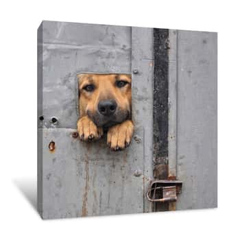 Image of The Dogie Window Canvas Print