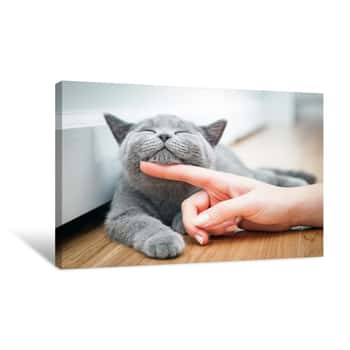 Image of Happy Kitten Likes Being Stroked By Woman\'s Hand Canvas Print