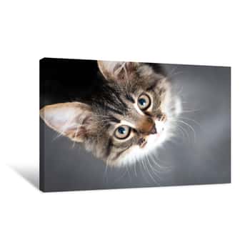 Image of Little Fluffy Kitten On A Gray Background Canvas Print