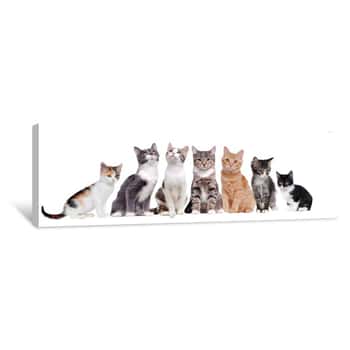 Image of A Group Of Cats Sitting In A Raw On White Background Canvas Print