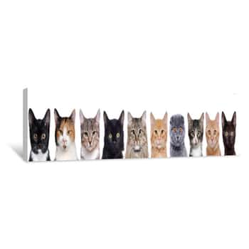 Image of Closeup Portrait Of A Group Of Cats Of Different Breeds Sitting In A Line Isolated Over White Background Canvas Print