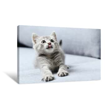 Image of Beautiful Little Cat On A Grey Sofa Canvas Print