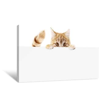Image of Funny Pet Cat Showing A Placard Isolated On White Background Blank Web Banner Template And Copy Space Canvas Print