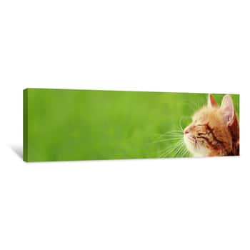 Image of Banner With Cat - Web Header Template - Website Simple Design Canvas Print