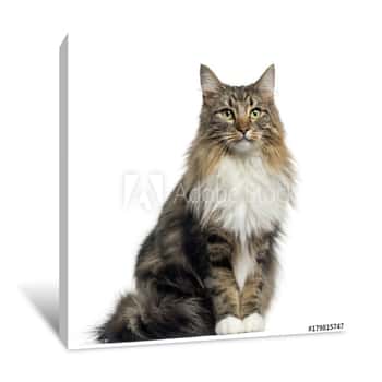 Image of Front View Of A Norwegian Forest Cat Sitting, Looking At The Camera, Isolated On White Canvas Print