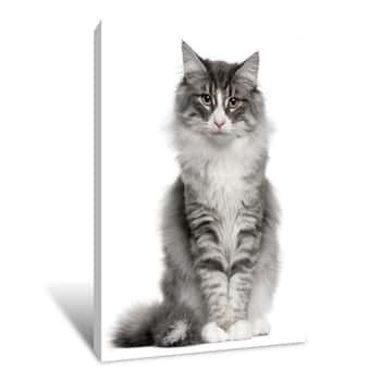 Image of Norwegian Forest Cat (5 Months Old) Canvas Print