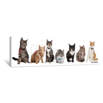 Image of Group Of Cats Canvas Print