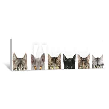 Image of Cat\'s Half Heads On A White Background Canvas Print