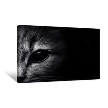 Image of Dark Muzzle Cat Close-up  Front View Canvas Print