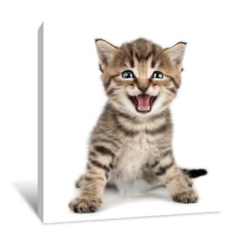 Image of Beautiful Cute Little Kitten Meowing And Smiling Canvas Print