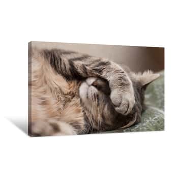 Image of Sleeping Cat Canvas Print