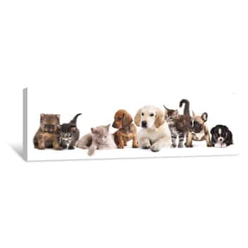 Image of Cat And Dog Canvas Print