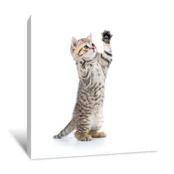 Image of Playful Funny Kitten Looking Up  Isolated On White Background Canvas Print