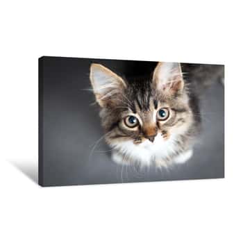 Image of Little Fluffy Kitten On A Gray Background Canvas Print