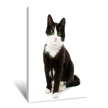 Image of Black & White Cat Canvas Print