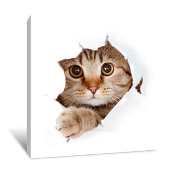 Image of Cat Looking Up In Paper Side Torn Hole Isolated Canvas Print