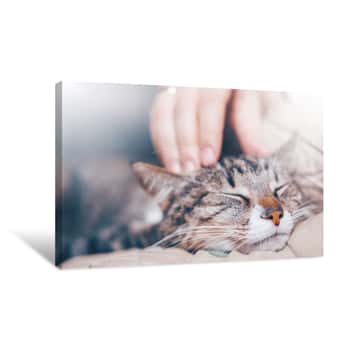 Image of Hand Stroking A Cat Canvas Print