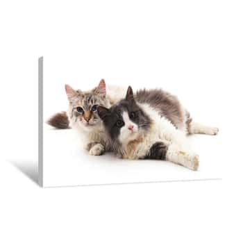 Image of Two Cats Lying Canvas Print