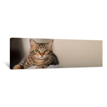 Image of Relaxed Domestic Cat At Home, Indoor Canvas Print