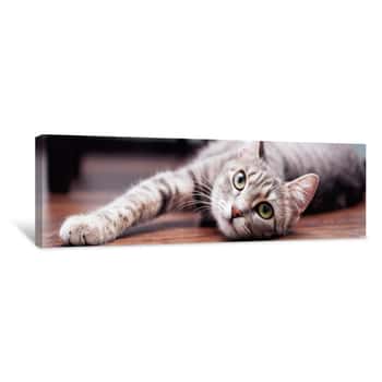 Image of Gray Fluffy Cat Is  The Concept Of Pets  Banner For Website Canvas Print