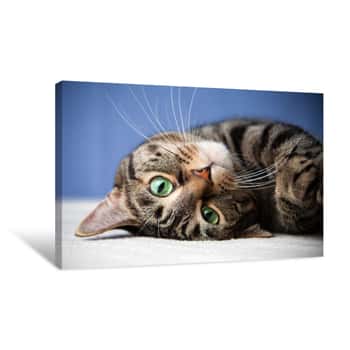 Image of Rolling Cat Cute Green Eyes Looking Canvas Print