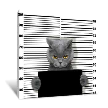 Image of Bad Cat At The Police Station  Photo On White Canvas Print
