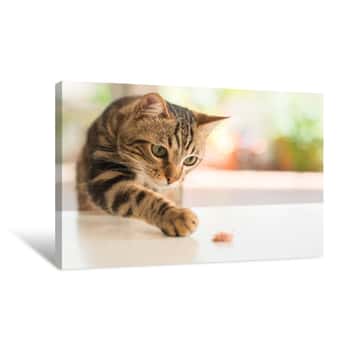 Image of Beautiful Feline Cat At Home  Domestic Animal Canvas Print