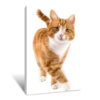 Image of Red Cat, Walking Towards Camera, Isolated In White Canvas Print
