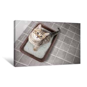 Image of Cat Top View Sitting In Litter Box With Sand On Bathroom Floor Canvas Print