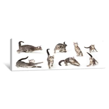 Image of Playful Cute Gray Kitten In Different Positions Canvas Print