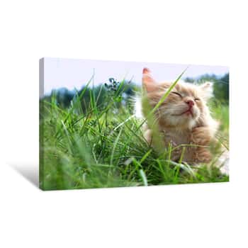 Image of Relax Kitten On Green Grass Canvas Print