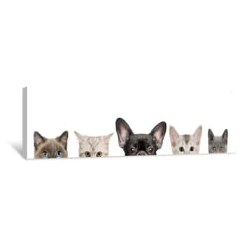 Image of Dog Head And Cat Heads In Front Of White Background Canvas Print