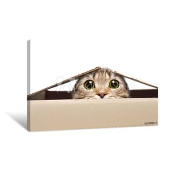 Image of Portrait Of A Funny Cat Looking Out Of The Box Canvas Print