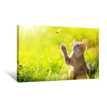 Image of Art Young Cat / Kitten Hunting A Ladybug With Back Lit Canvas Print