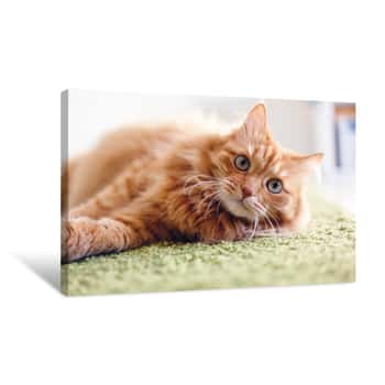 Image of Portrait Of A Funny Beautiful Red Fluffy Cat With Green Eyes In The Interior, Pets Canvas Print