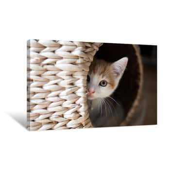 Image of Cat In A Pod Canvas Print